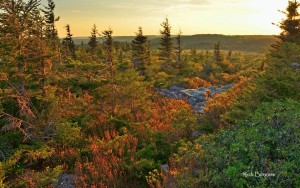 Dusk falls on the Dolly Sods Wilderness, Monongahela National Forest, National Parks
